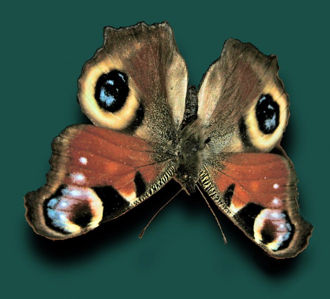 Eyespots on a Peacock Butterfly